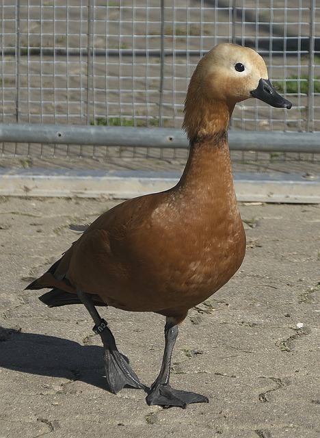 避免参加附