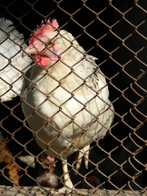 鲁的防线 鲁的防线